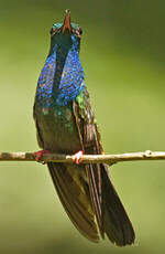 Colibri à queue bronzée