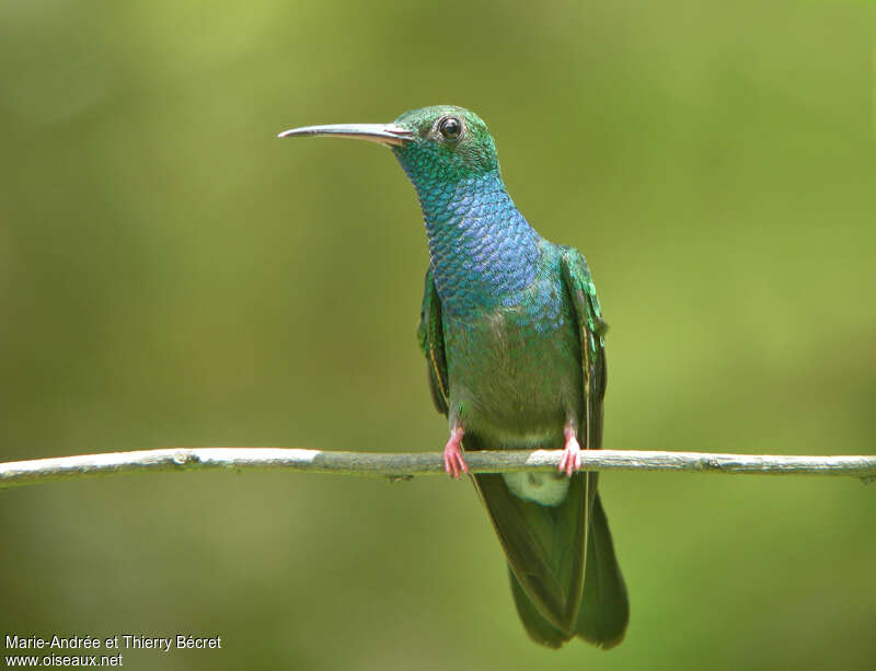 Colibri à queue bronzée mâle