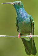 Colibri à queue bronzée