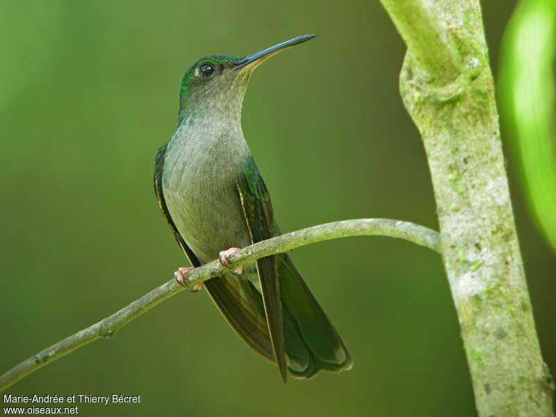 Bronze-tailed Plumeleteer female adult