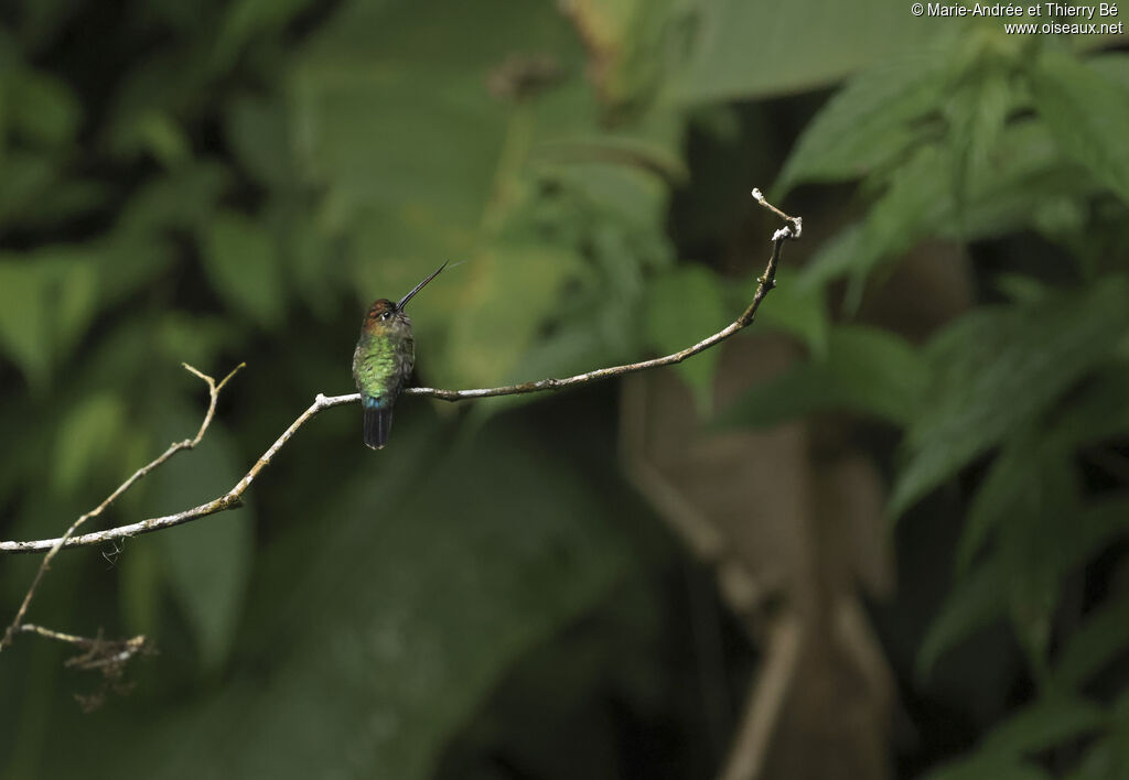 Colibri à tête cuivrée