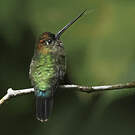 Colibri à tête cuivrée