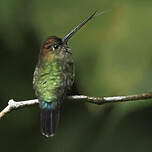 Colibri à tête cuivrée