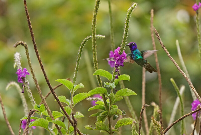 Colibri à tête violette