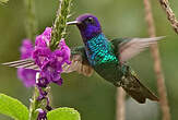 Colibri à tête violette