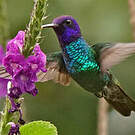 Colibri à tête violette
