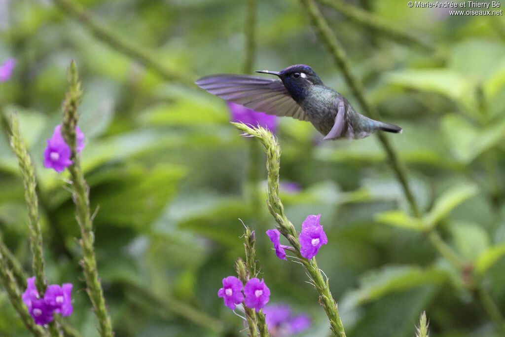 Colibri à tête violette