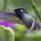 Colibri à tête violette