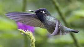 Colibri à tête violette