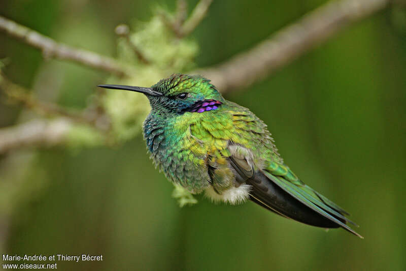 White-vented Violetear male adult, identification