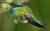 Colibri à ventre blanc