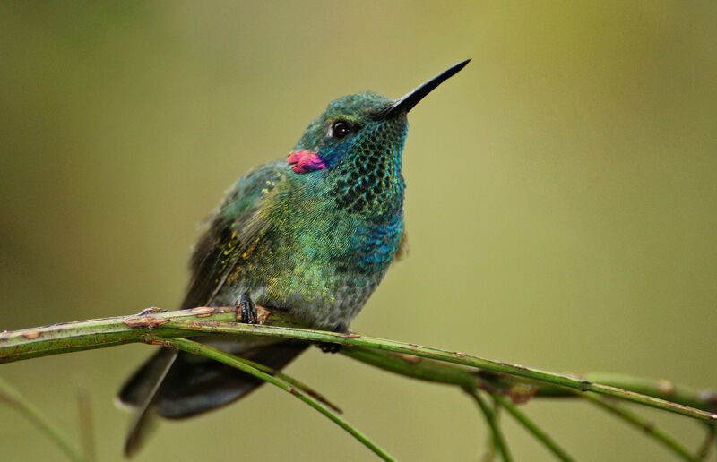 Colibri à ventre blanc