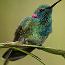 Colibri à ventre blanc