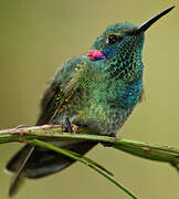 White-vented Violetear