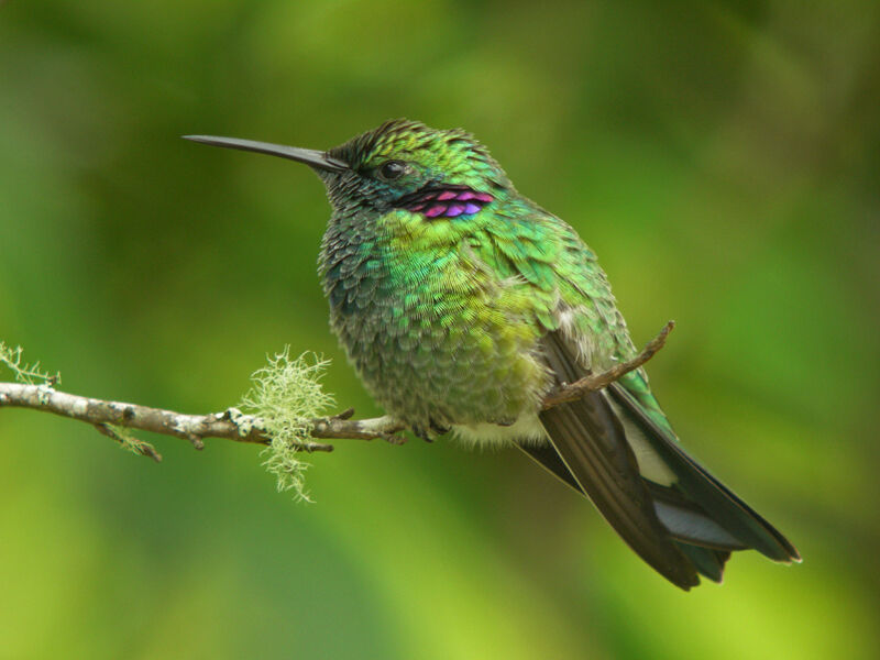 White-vented Violetearadult, aspect