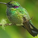 Colibri à ventre blanc