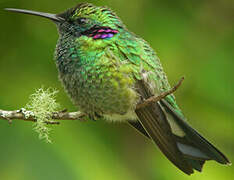 Colibri à ventre blanc