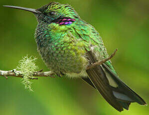 Colibri à ventre blanc