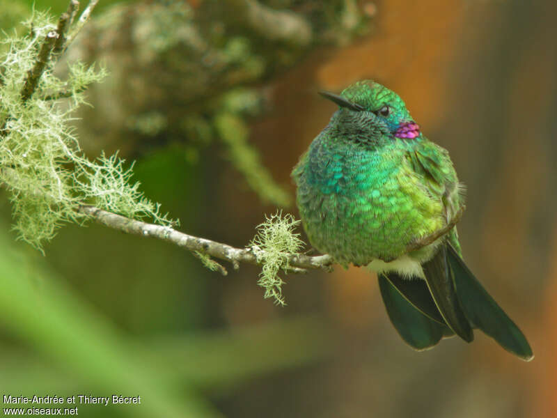 White-vented Violetearadult, close-up portrait