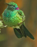 White-vented Violetear