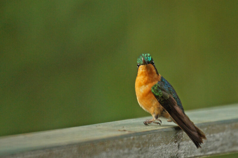 White-throated Mountaingem female