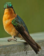 Colibri à ventre châtain