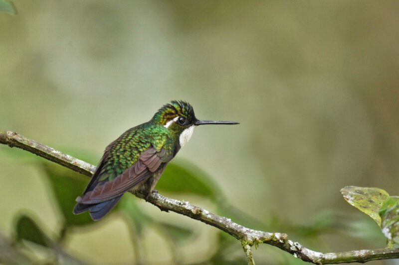 White-throated Mountaingem male