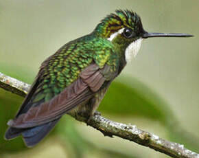 Colibri à ventre châtain