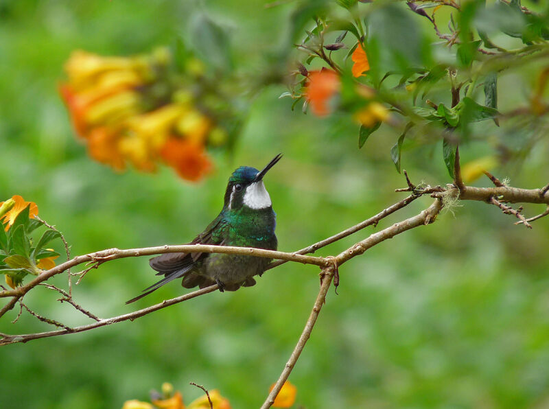 White-throated Mountaingem female