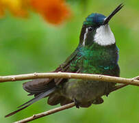 Colibri à ventre châtain