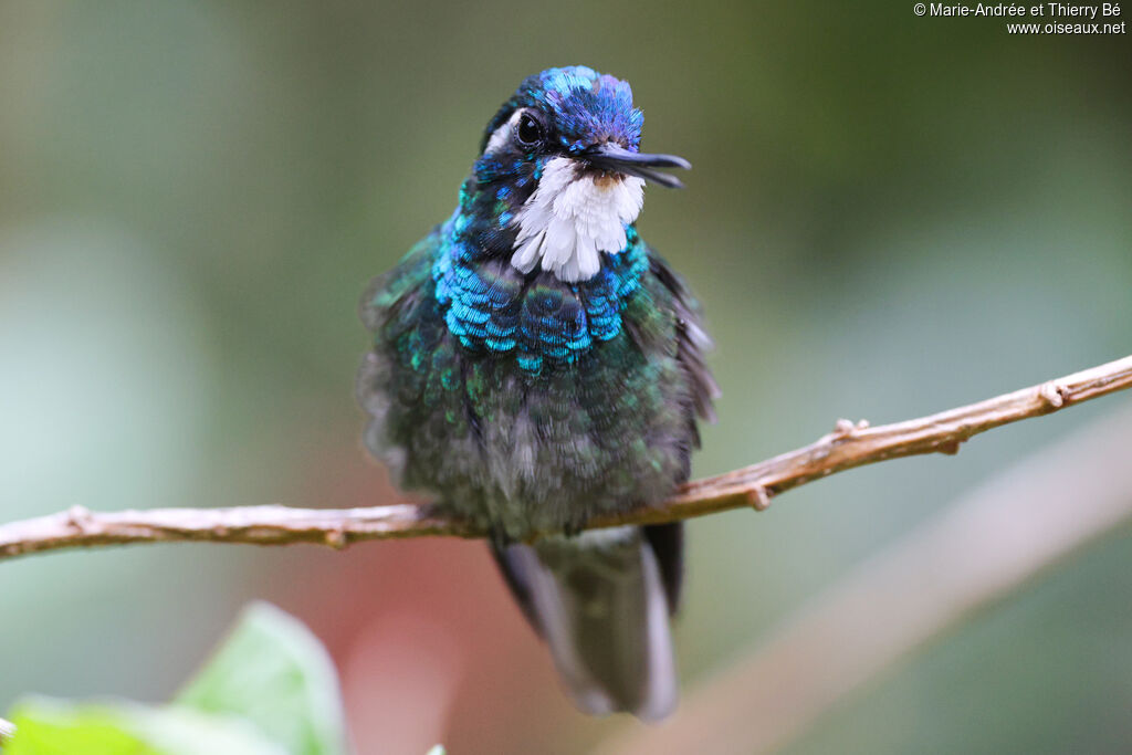 Colibri à ventre châtain