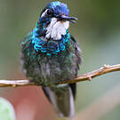 Colibri à ventre châtain