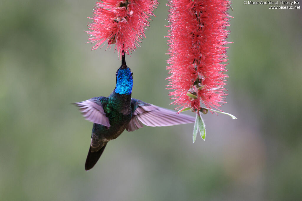 Colibri admirable
