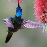 Colibri admirable