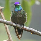 Colibri admirable