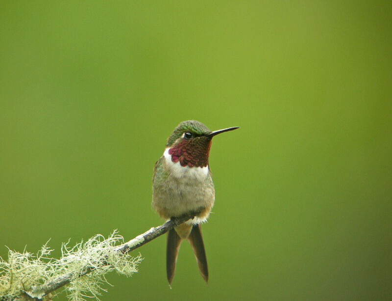 Colibri améthyste