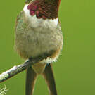 Colibri améthyste