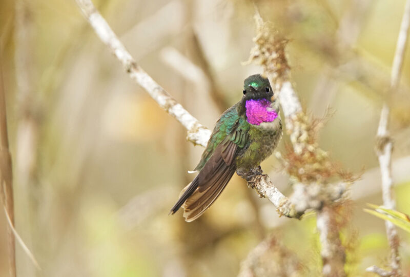 Colibri améthyste