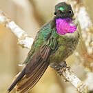 Colibri améthyste