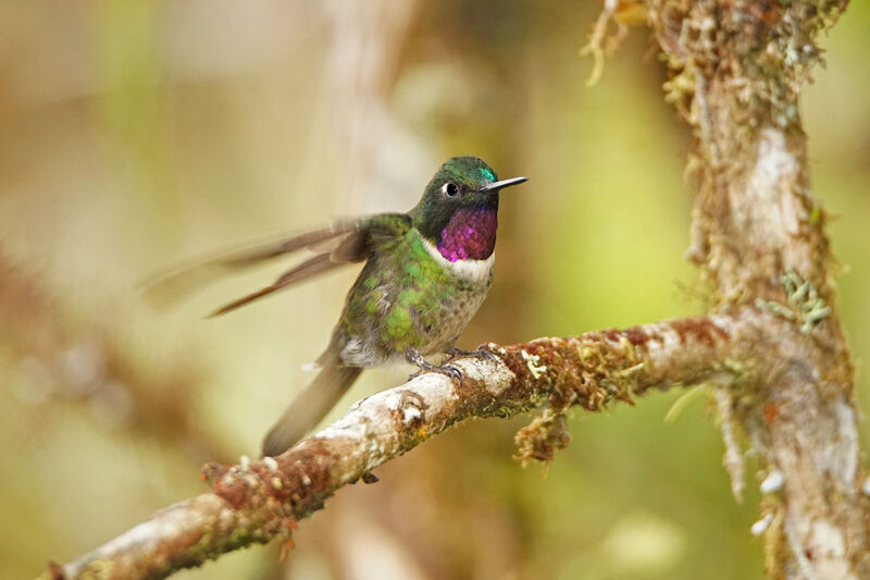 Colibri améthyste