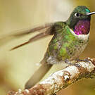 Colibri améthyste