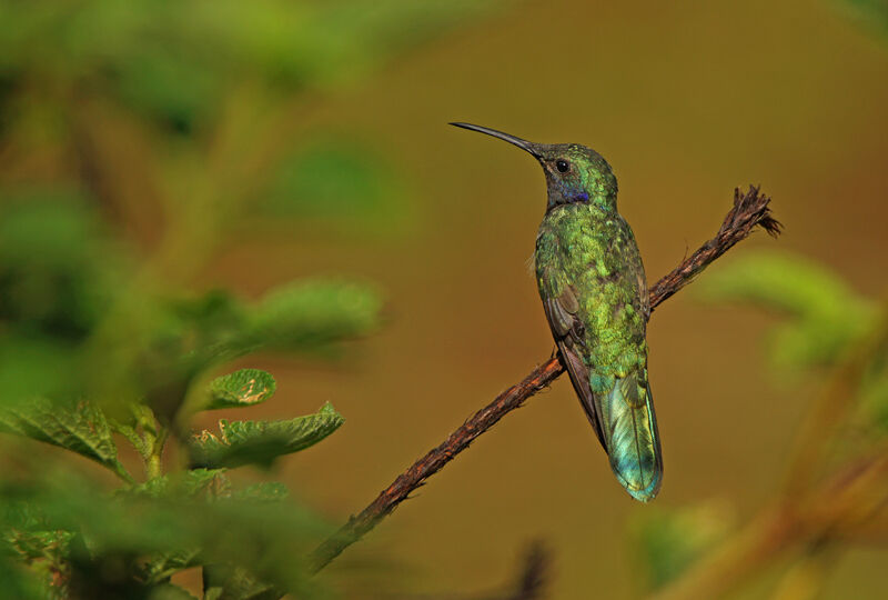 Sparkling Violetear