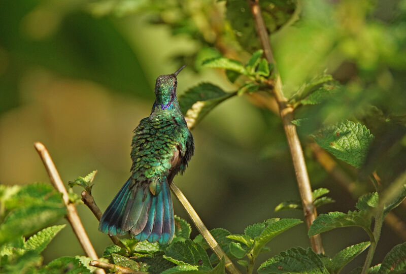 Sparkling Violetear