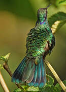 Sparkling Violetear