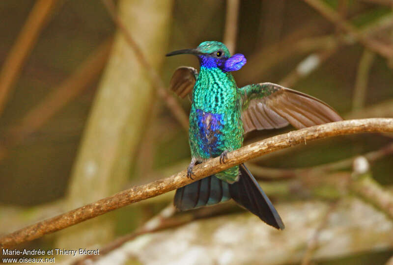 Colibri anaïsadulte, Comportement