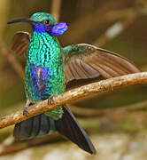 Sparkling Violetear