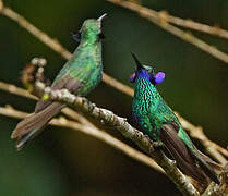 Sparkling Violetear