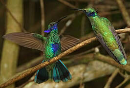 Sparkling Violetear