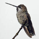 Colibri corinne