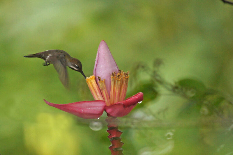 Long-billed Starthroat